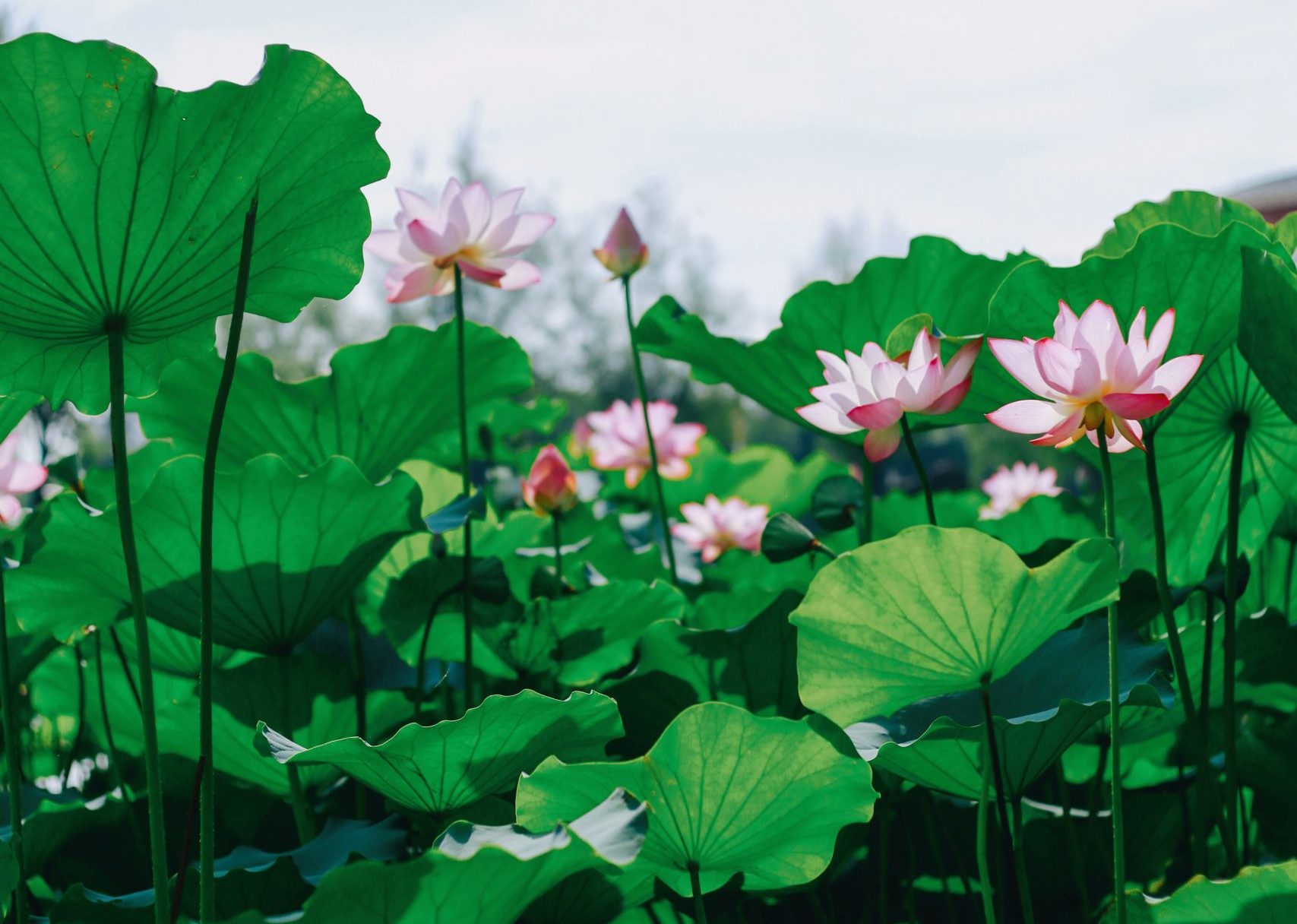 Women's Mitra Morning