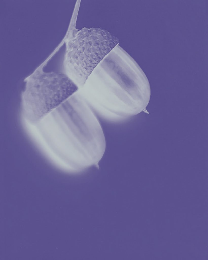 Mitra Study Group with Vajramati